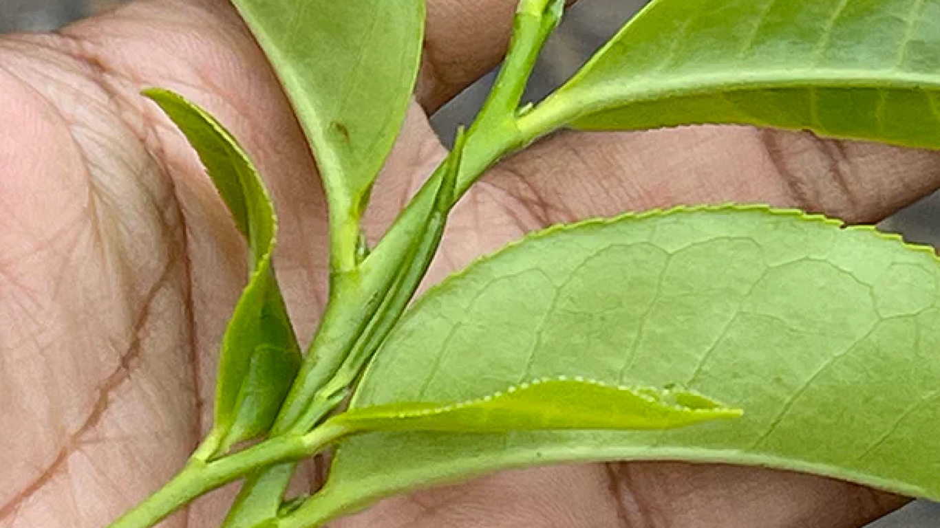 Unlocking the Wellness Benefits of Oolong Tea